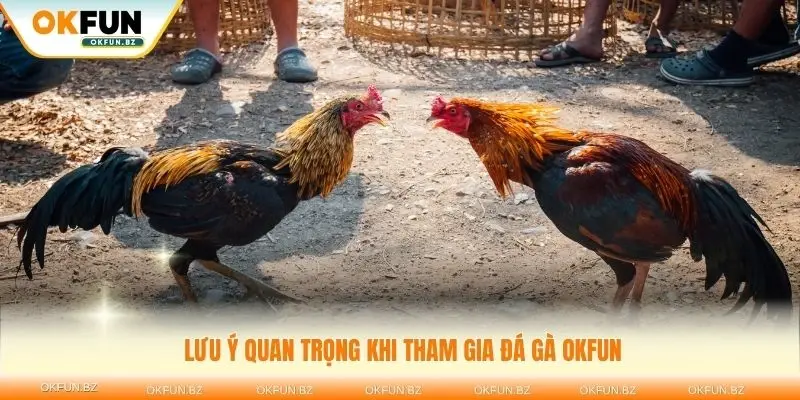 Khám phá những lưu ý quan trọng khi tham gia đá gà OKFUN